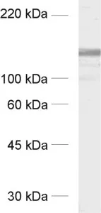GRIP Polyclonal rabbit purified antibody - image 1